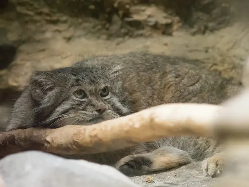 A photograph of Klyon in Ueno Zoological Gardens