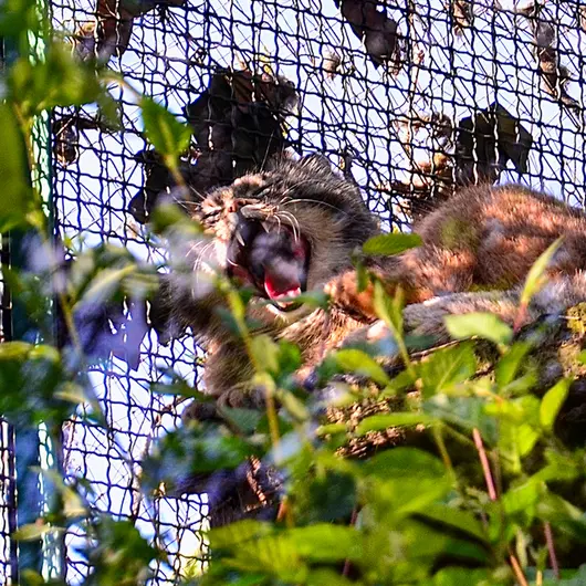 A photograph of Bohus in Budapest Zoo &amp; Botanical Garden