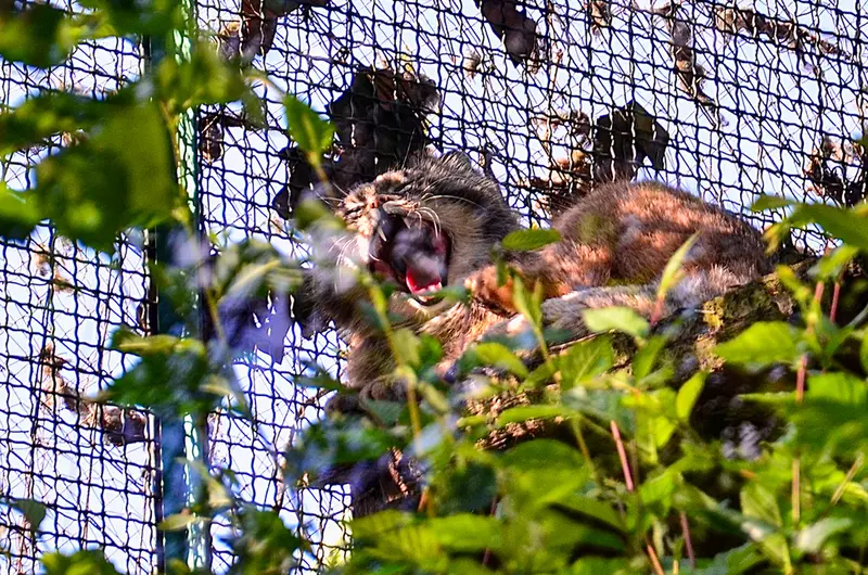 A photograph of Bohus in Budapest Zoo &amp; Botanical Garden