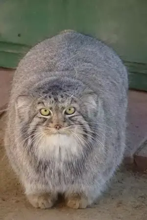 Anybody recognize this manul?