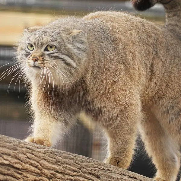 A photograph of Ruby in Binghamton Zoo at Ross Park