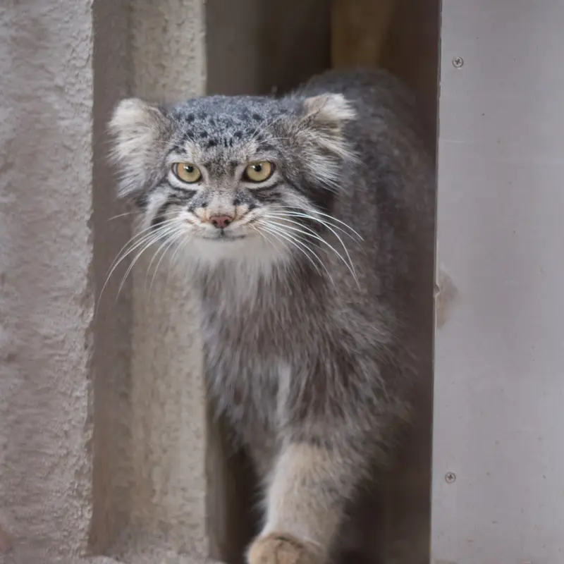 A photograph of Figa in Nogeyama Zoo