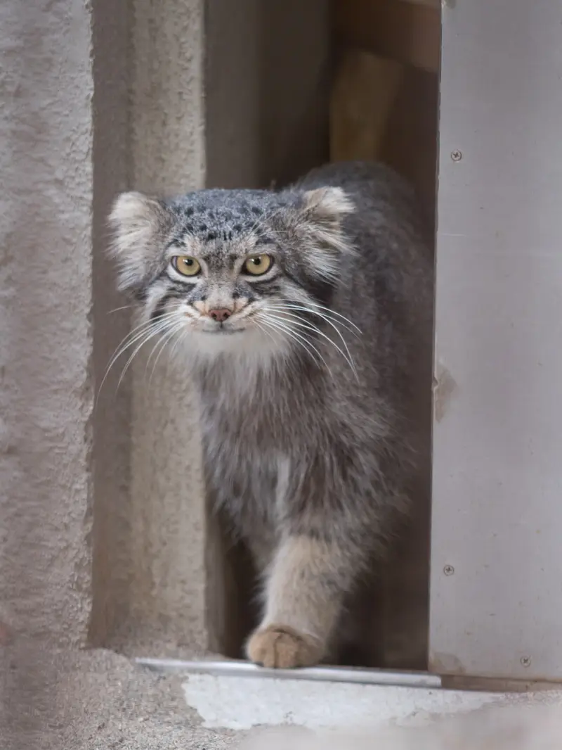 A photograph of Figa in Nogeyama Zoo