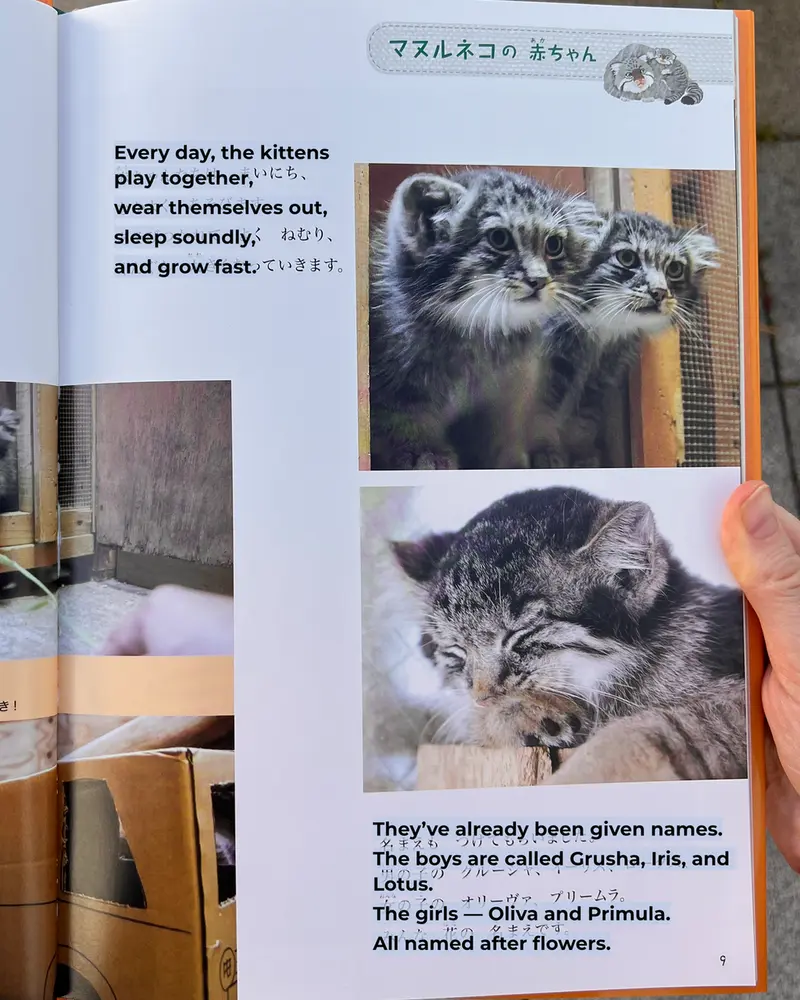 A photograph of a Pallas's cat