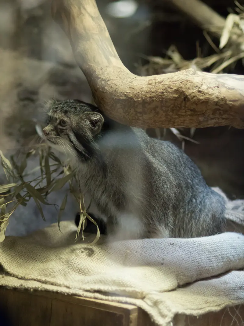 A photograph of Klyon in Ueno Zoological Gardens