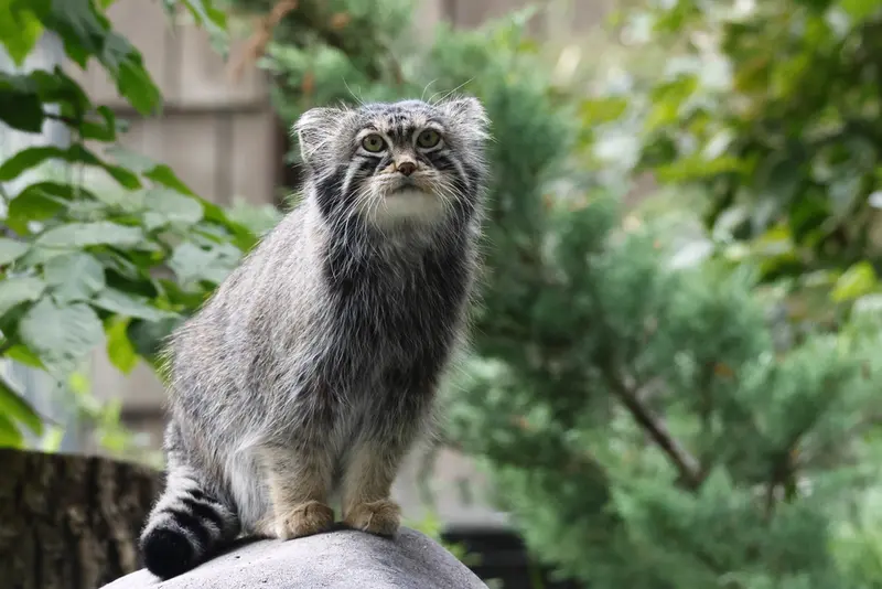 A photograph of a Pallas's cat