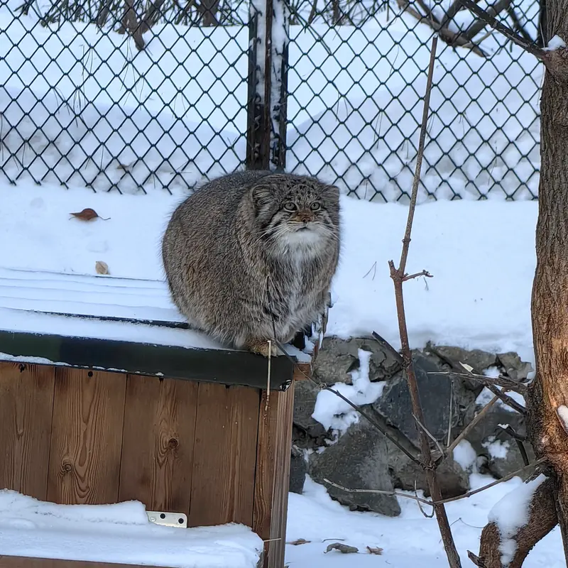 A photograph of Mia in Novosibirsk Zoo
