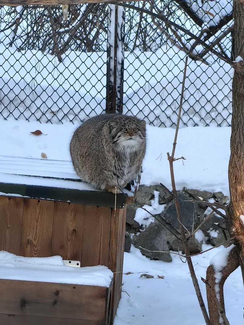A photograph of Mia in Novosibirsk Zoo