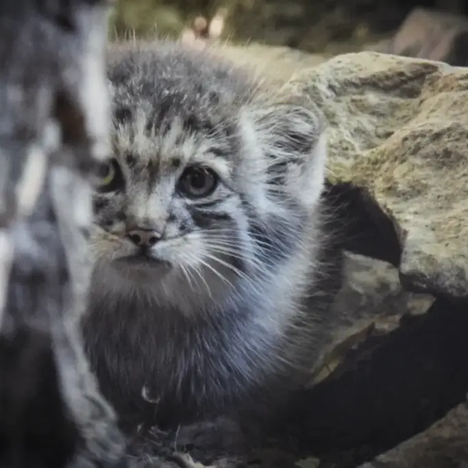 A photograph of Kitten of Lucy b. 2026 Ⅰ in Budapest Zoo & Botanical Garden