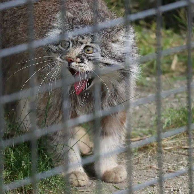 A photograph of Aldan in Zie-Zoo