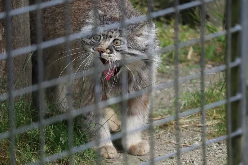 A photograph of Aldan in Zie-Zoo