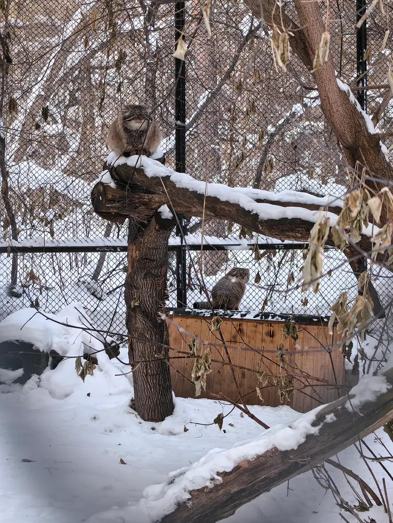 A photograph of Lolo and George in Novosibirsk Zoo