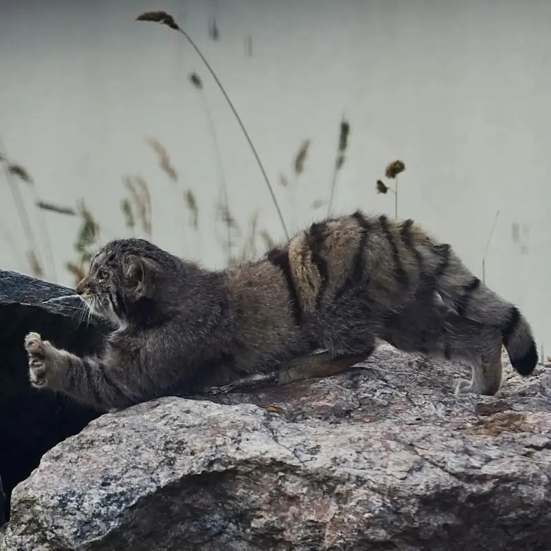 A photograph of Saimi in Korkeasaari Zoo