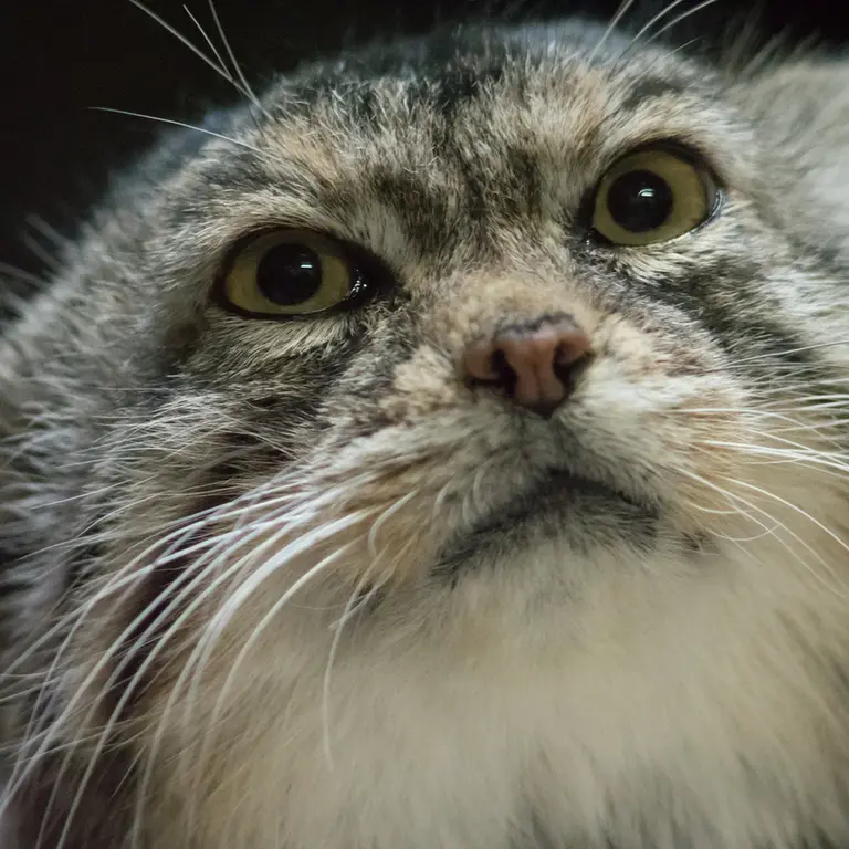 A photograph of Primula in Ueno Zoological Gardens