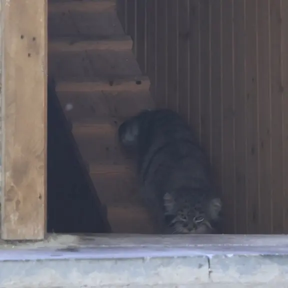 A photograph of a Pallas's cat in Moscow zoo
