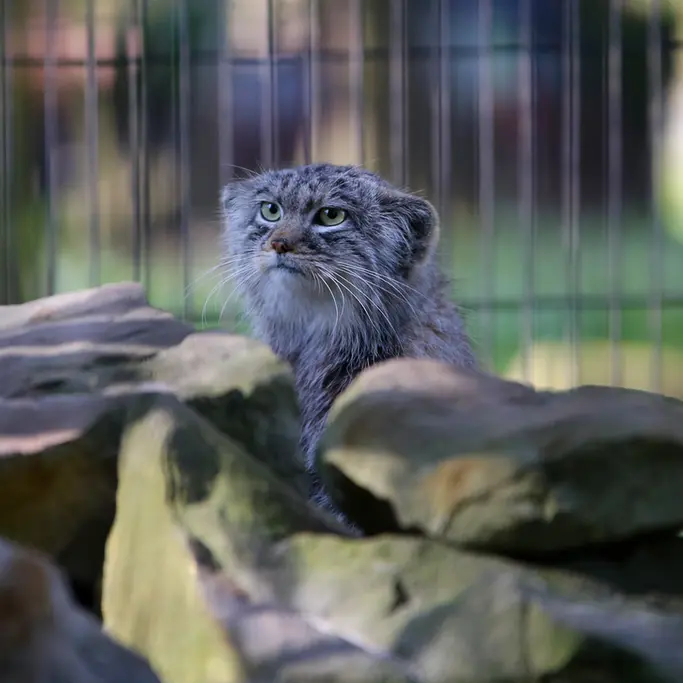A photograph of Tsas in Kraków Zoo
