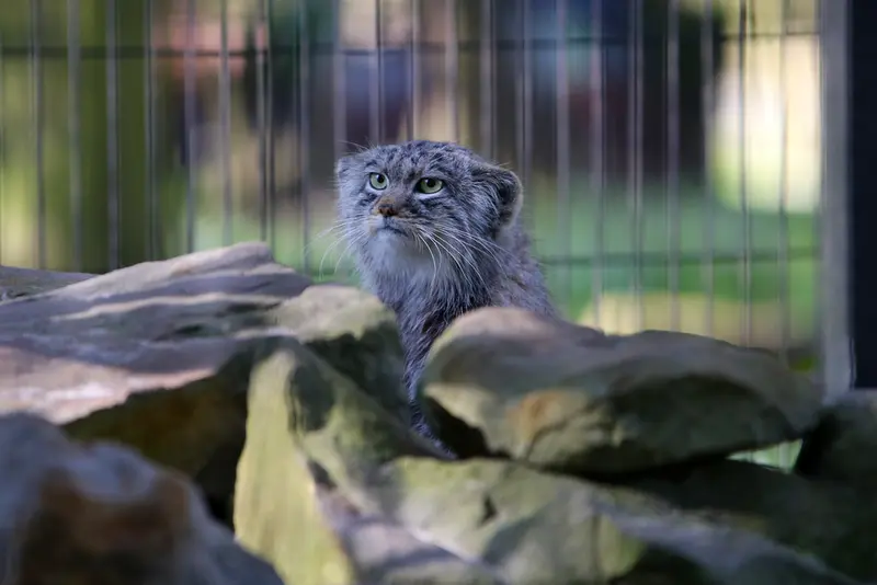 A photograph of Tsas in Kraków Zoo