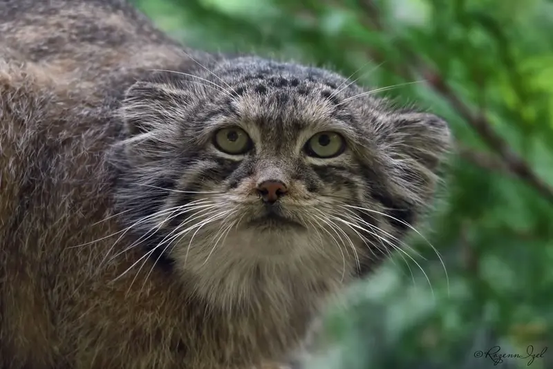 A photograph of Nathu in Lumigny Safari Reserve