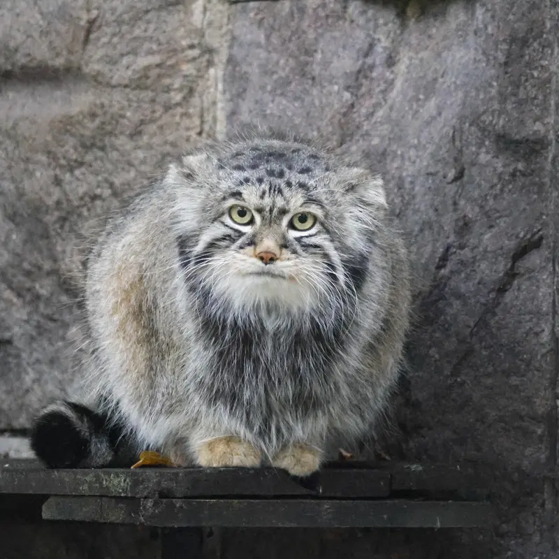 A photograph of a Pallas's cat