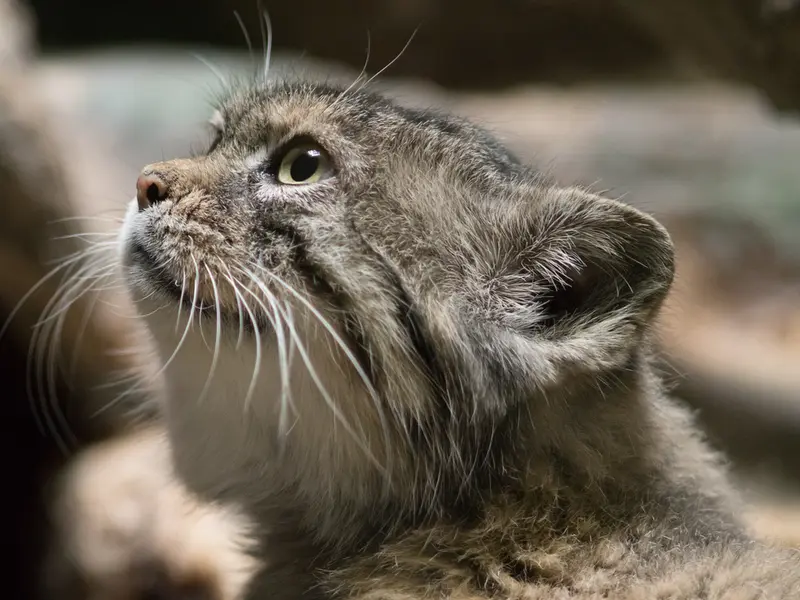 A photograph of Primula in Ueno Zoological Gardens