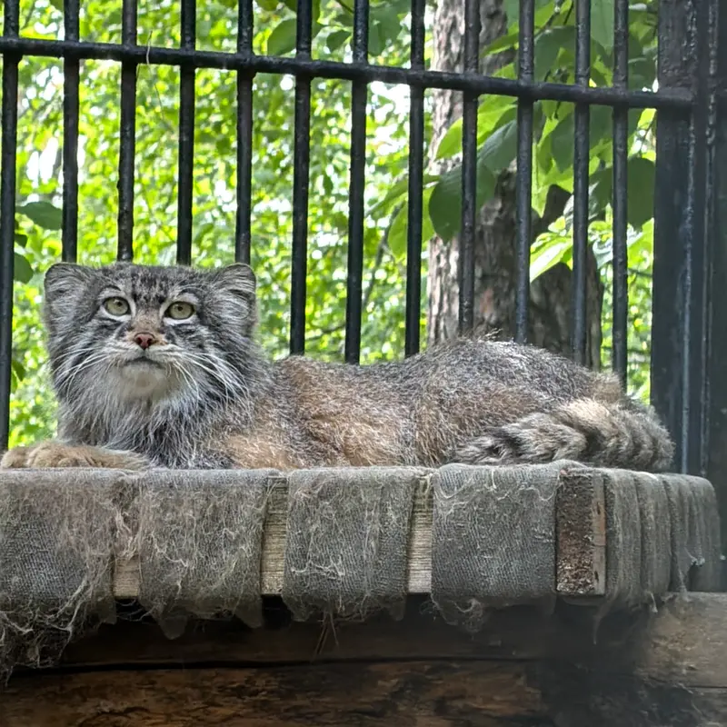 A photograph of a Pallas's cat in Novosibirsk Zoo