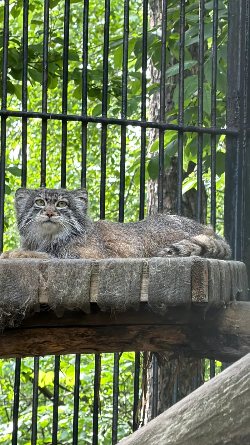 A photograph of a Pallas's cat in Novosibirsk Zoo