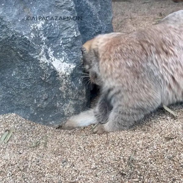 A photograph of Nagi and Komorebi in Kobe Animal Kingdom