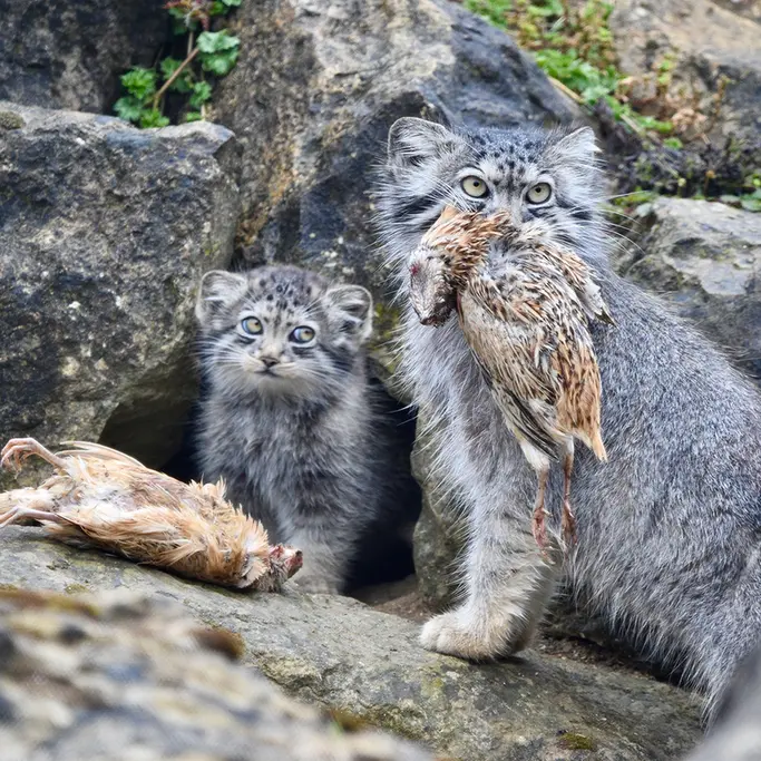 A photograph of Namuu in Port Lympne Wild Animal Park