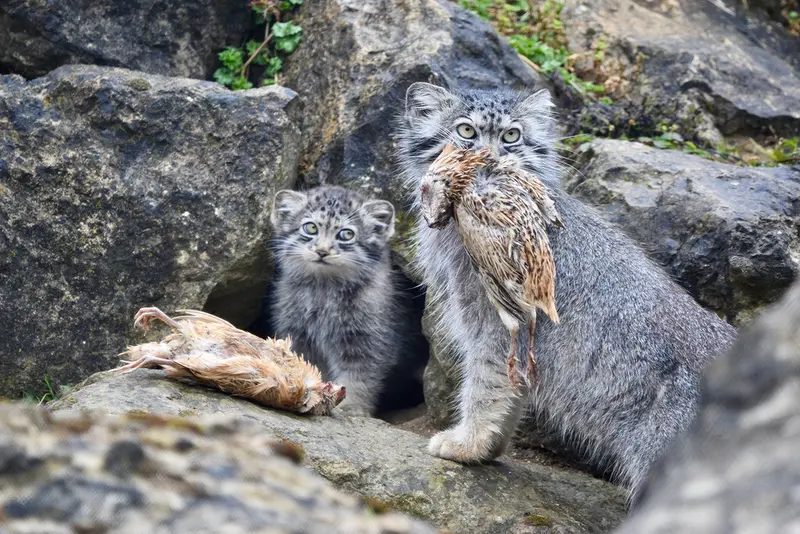 A photograph of Namuu in Port Lympne Wild Animal Park
