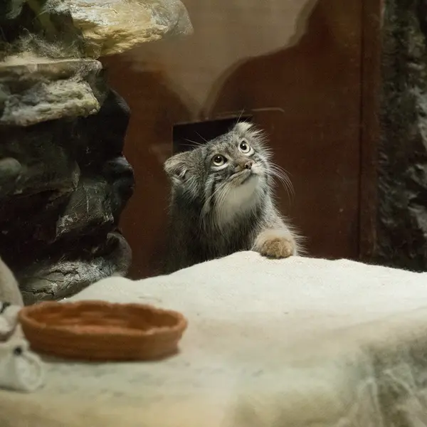 A photograph of Figa in Ueno Zoological Gardens