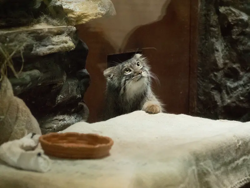 A photograph of Figa in Ueno Zoological Gardens