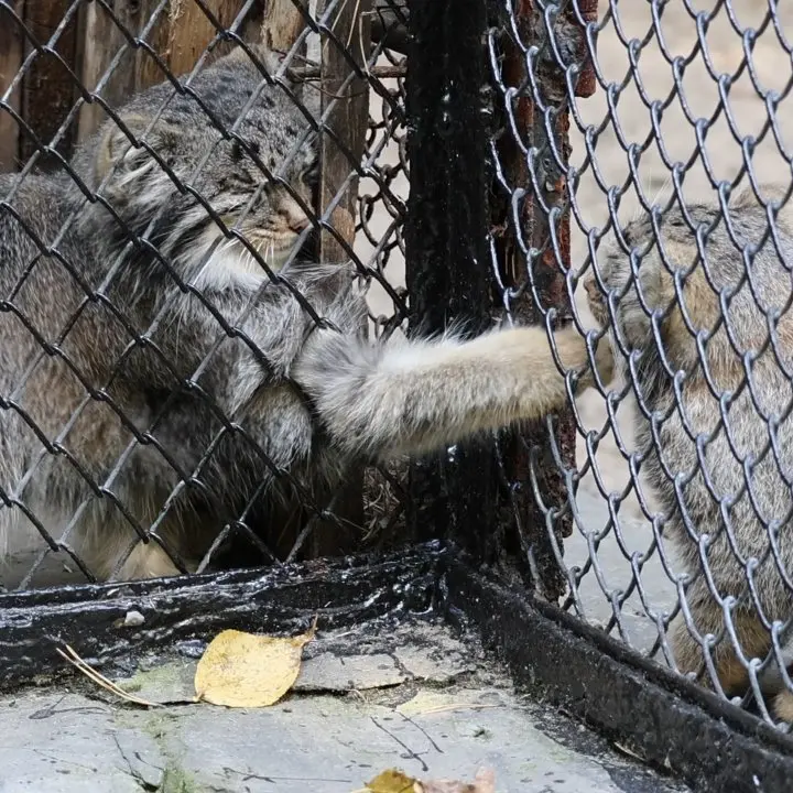 A photograph of a Pallas's cat in Novosibirsk Zoo