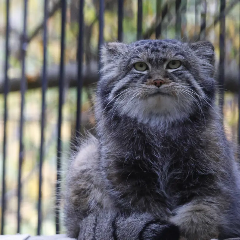 A photograph of Sylvester in Novosibirsk Zoo