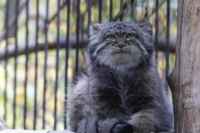 A photograph of Sylvester in Novosibirsk Zoo