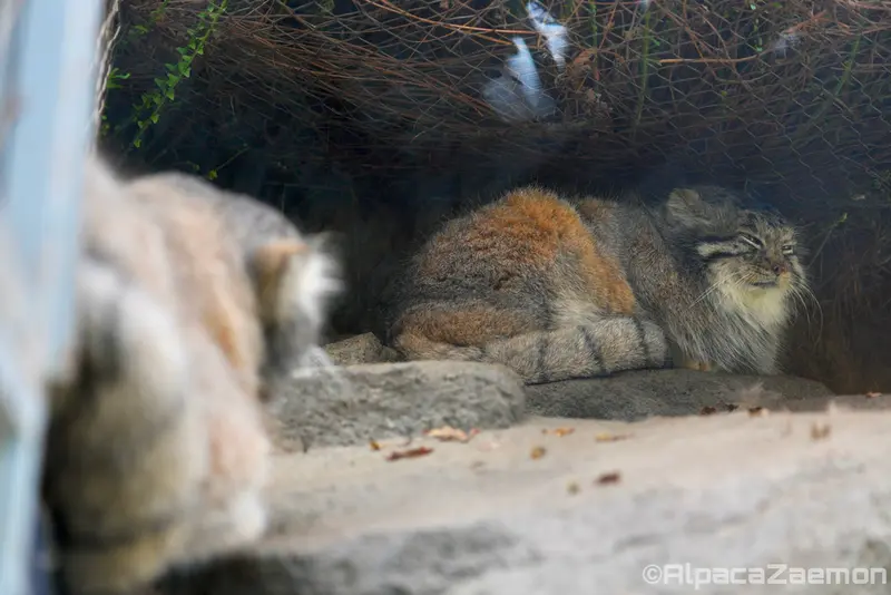 A photograph of Az and Nar in Kobe Animal Kingdom