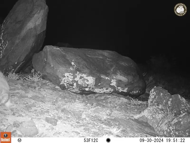 A photograph of Otocolobus manul manul from Koshkar camera trap