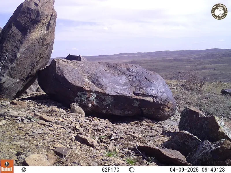 A photograph of Kazakh pika from Koshkar camera trap
