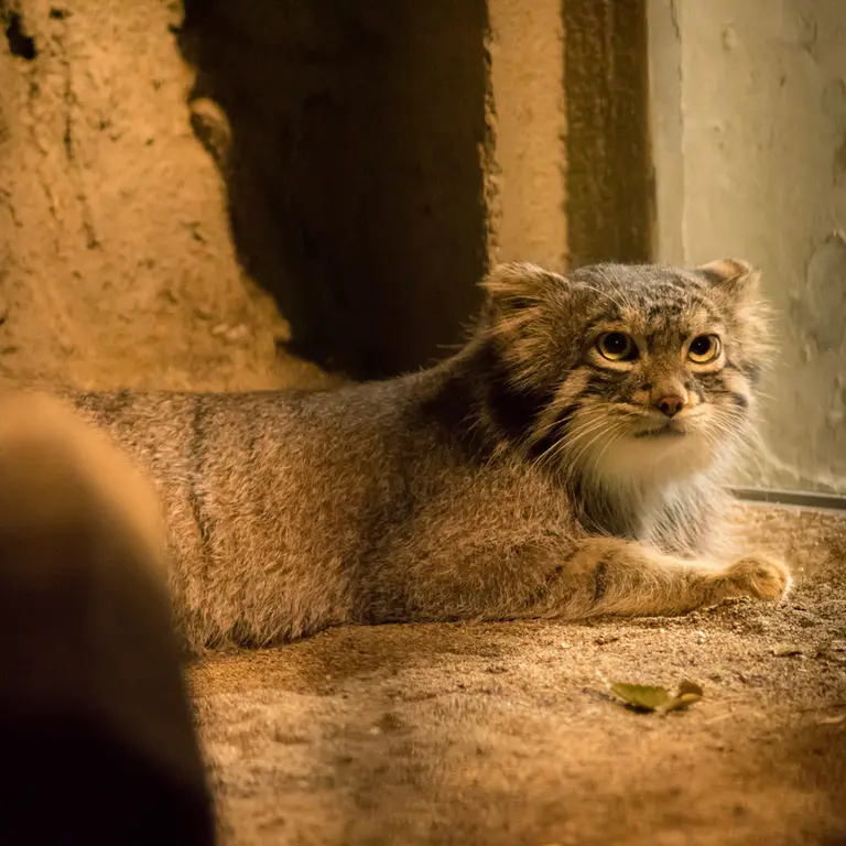 A photograph of Figa in Nogeyama Zoo