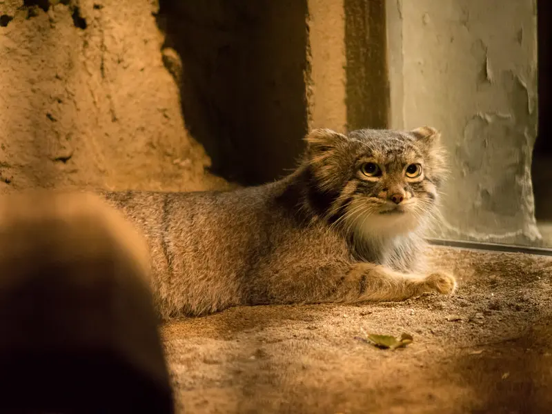 A photograph of Figa in Nogeyama Zoo