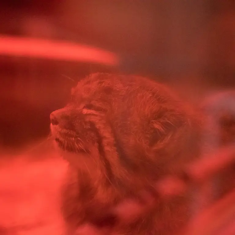 A photograph of Naim in Ueno Zoological Gardens