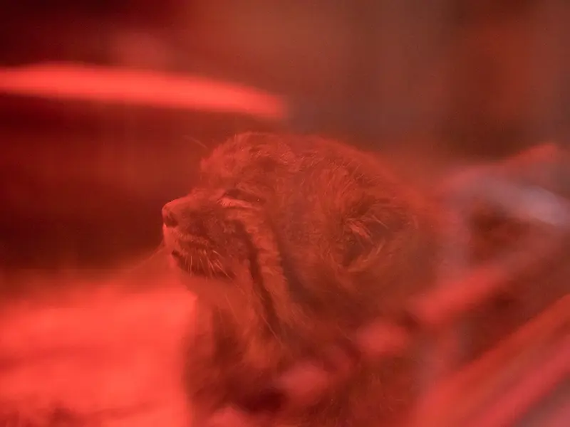 A photograph of Naim in Ueno Zoological Gardens