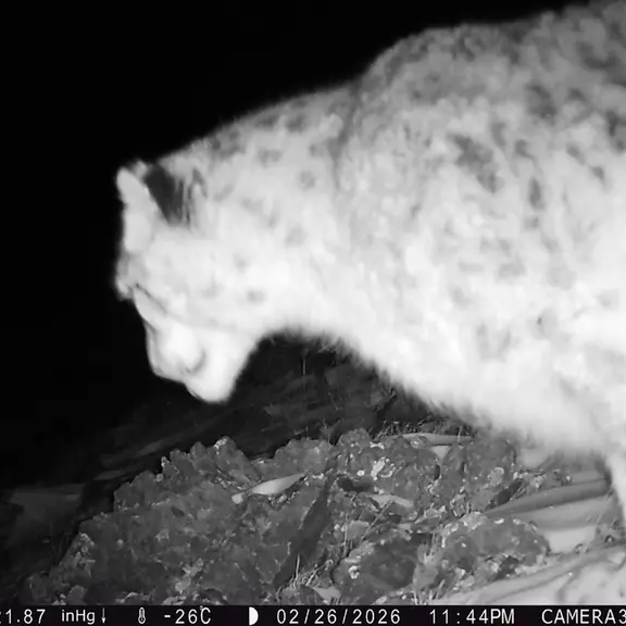 A photograph of a Pallas's cat