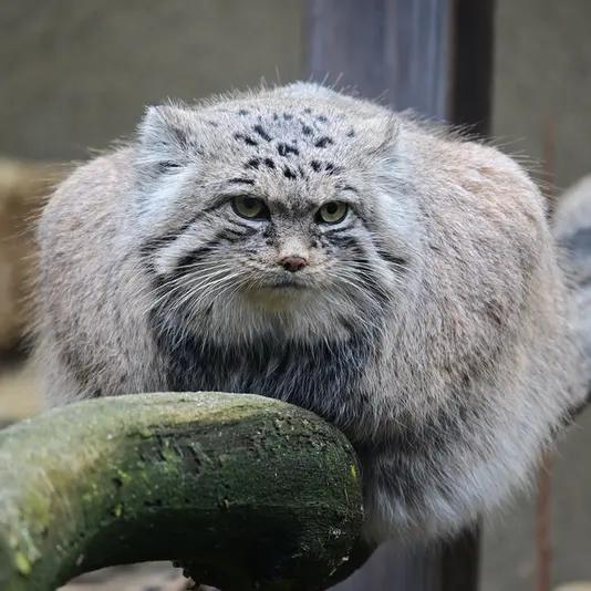 A photograph of Mars in Tallinn Zoo