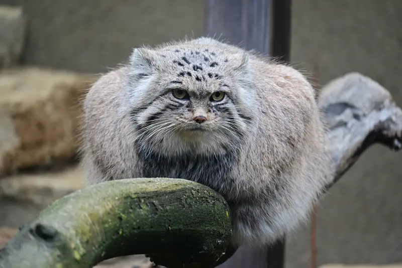 A photograph of Mars in Tallinn Zoo