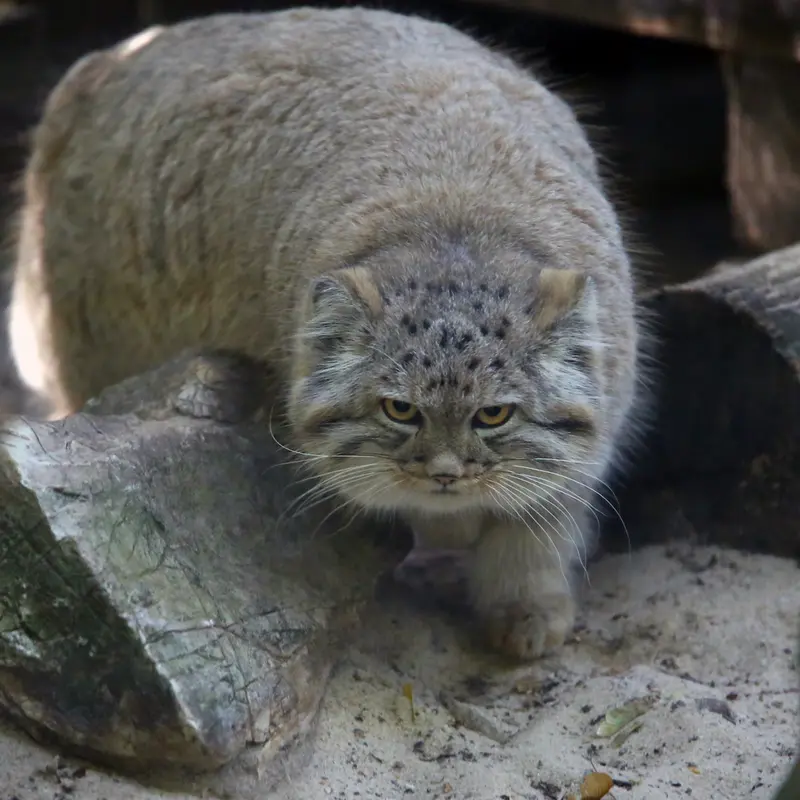 A photograph of Kitten of Alani b.2026 Ⅰ in Košice Zoo