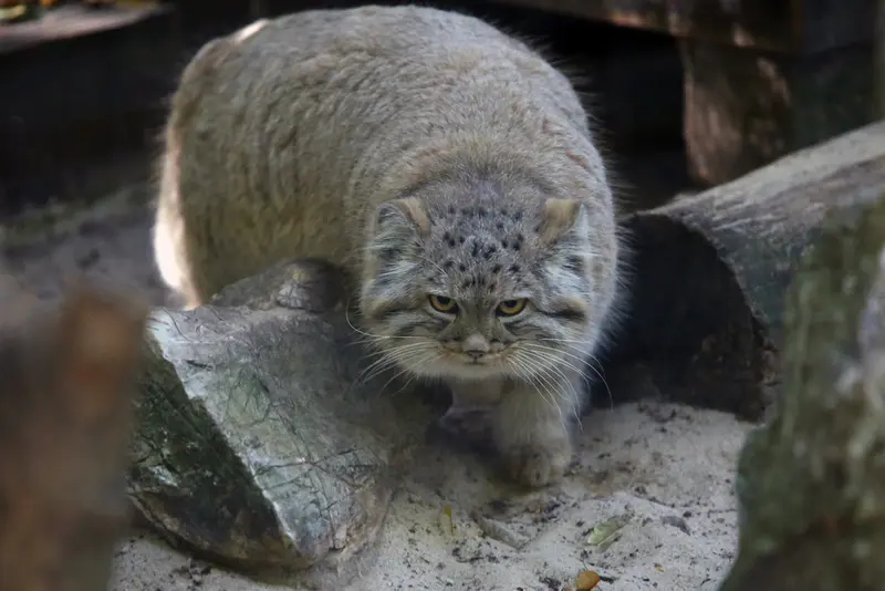 A photograph of Kitten of Alani b.2026 Ⅰ in Košice Zoo