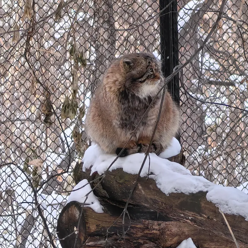 A photograph of George in Novosibirsk Zoo