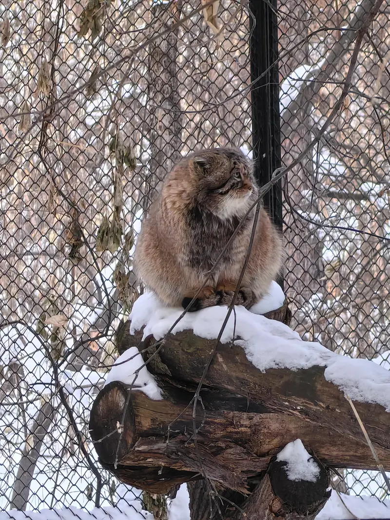 A photograph of George in Novosibirsk Zoo