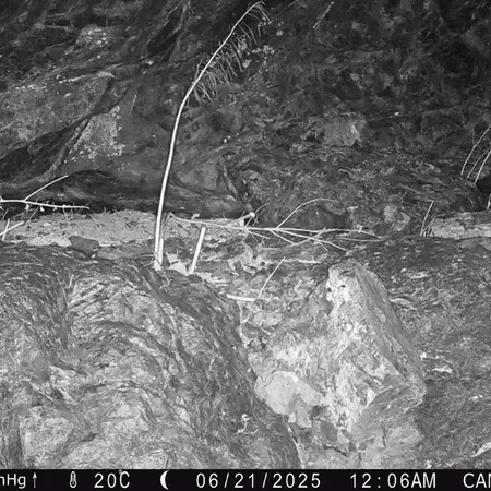 A photograph of Otocolobus manul manul from Zhundy 1 camera trap