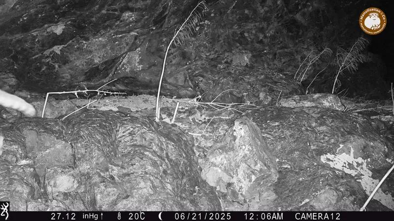 A photograph of Otocolobus manul manul from Zhundy 1 camera trap